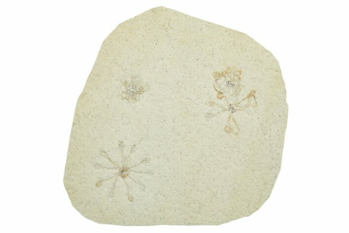 Three Floating Crinoid (Saccocoma) Fossils - Solnhofen Limestone #353569